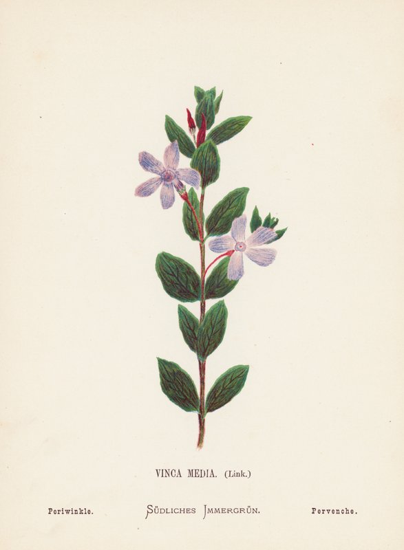 A Szentföld vadvirágai: Vinca Media, Link; Periwinkle (színes metszet) alkotó: Hannah Zeller