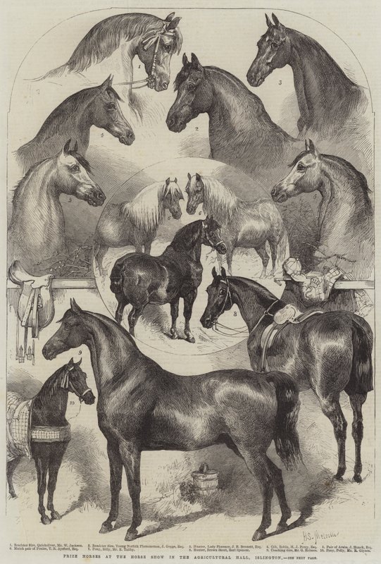 Díjlovak a Horse Show-n a mezőgazdasági csarnokban, Islington alkotó: Harden Sidney Melville