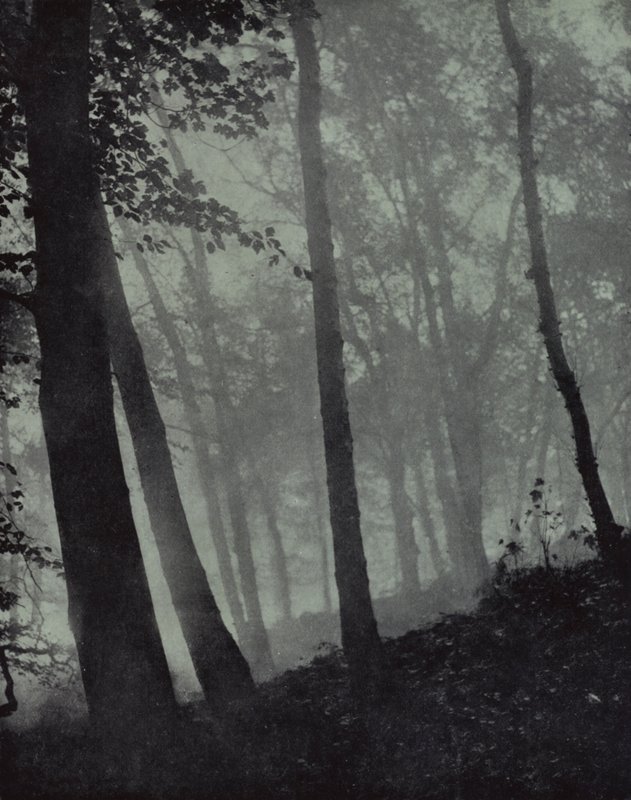 szürkületi ligetek íves sétái és barna árnyékok Fenyőből vagy monumentális tölgyből, Milton (f/w fotó) alkotó: Harold Burdekin