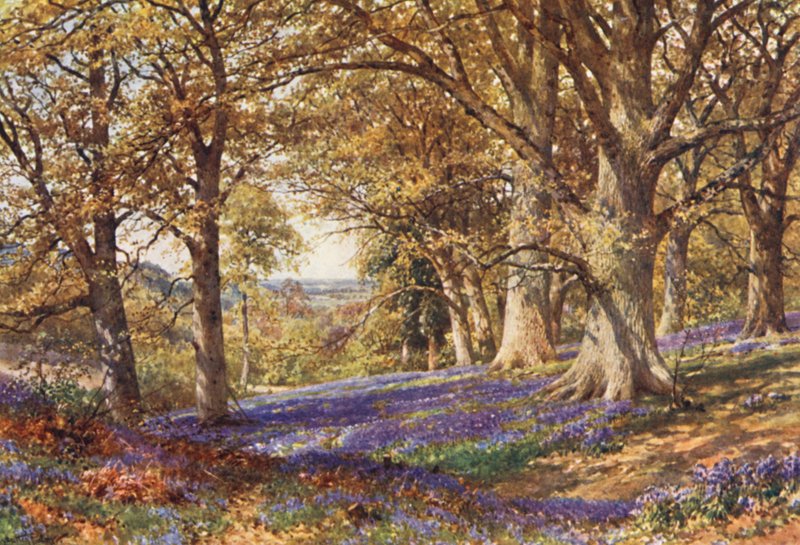A Slope of Bluebells, Hascombe (színes litográfia) alkotó: Harold Sutton Palmer