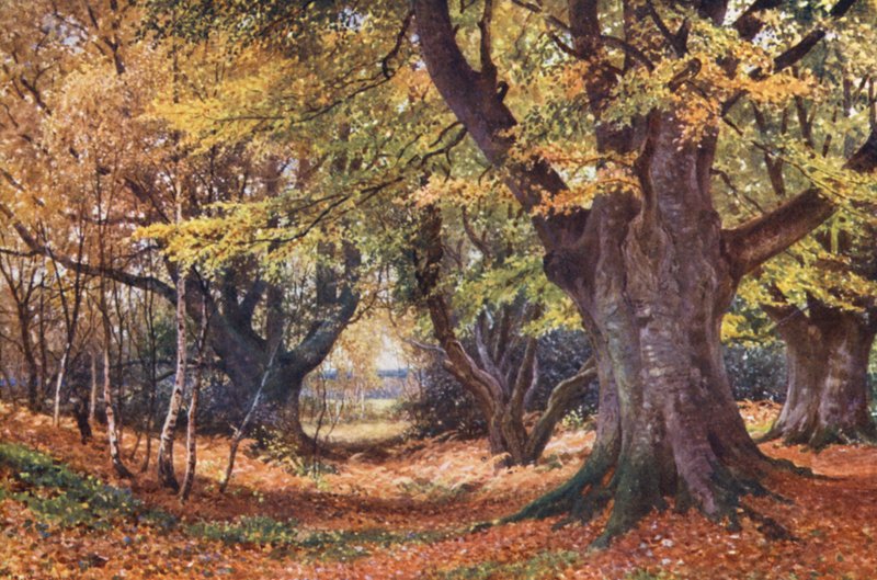 Őszi bükkösök, Godalming közelében (színes lithó) alkotó: Harold Sutton Palmer