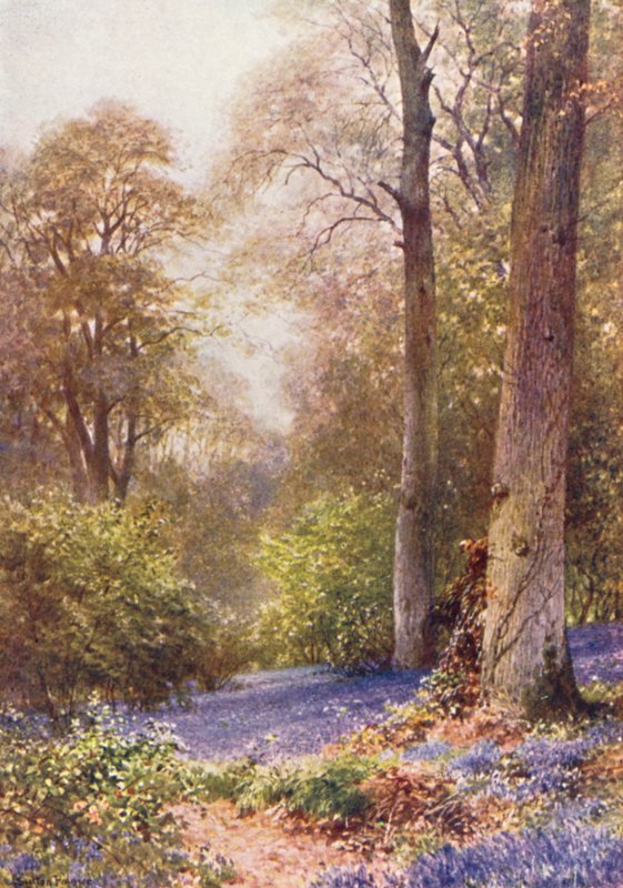 Kékharangok, Ripley (színes litográfia) alkotó: Harold Sutton Palmer