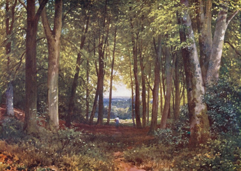Deer-Leap Wood, Wotton (színes litográfia) alkotó: Harold Sutton Palmer