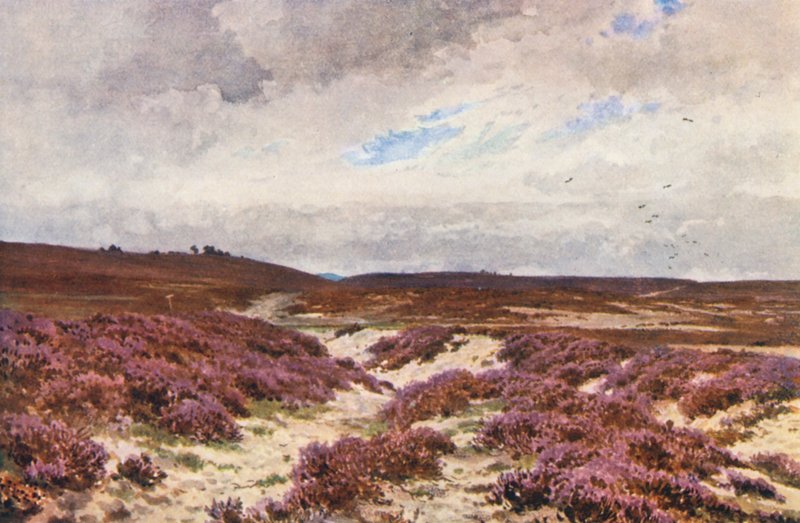 Frensham Common (színes litográfia) alkotó: Harold Sutton Palmer