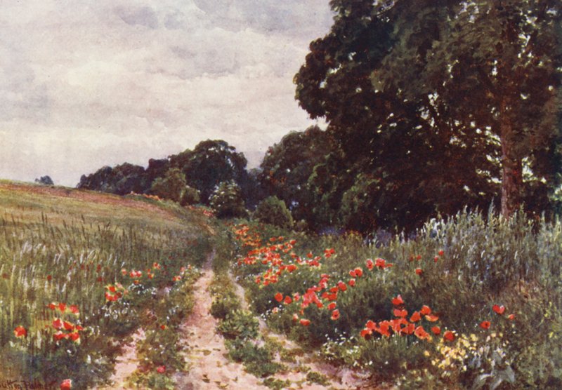Pipacsok (színes litográfia) alkotó: Harold Sutton Palmer