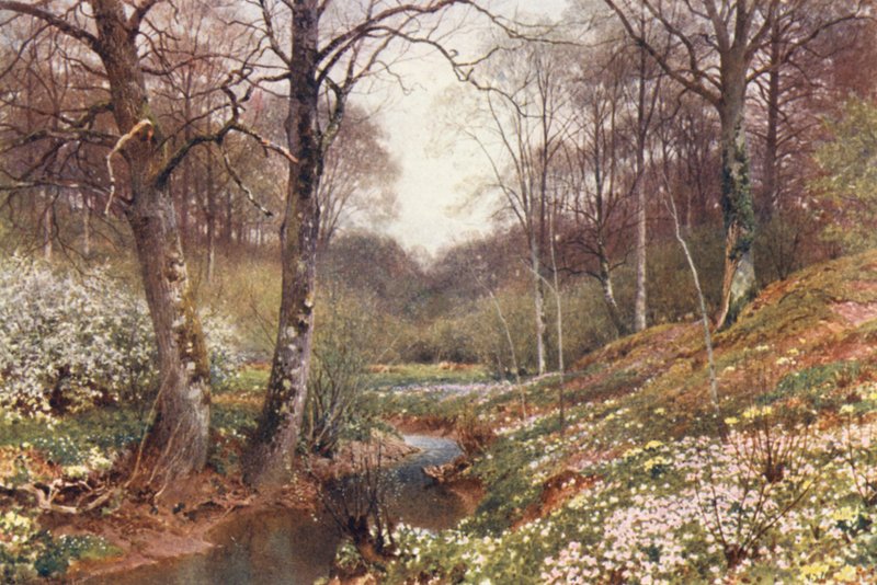 Tavaszi virágzás, Dorking közelében (színes litográfia) alkotó: Harold Sutton Palmer
