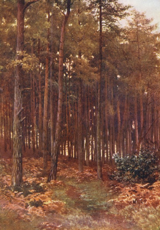 A fenyőerdő mélyén, Ripley (színes litográfia) alkotó: Harold Sutton Palmer
