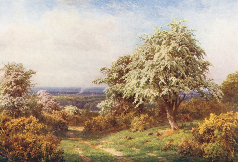 A tavasz büszkesége, Newlands Corner (színes litográfia) alkotó: Harold Sutton Palmer