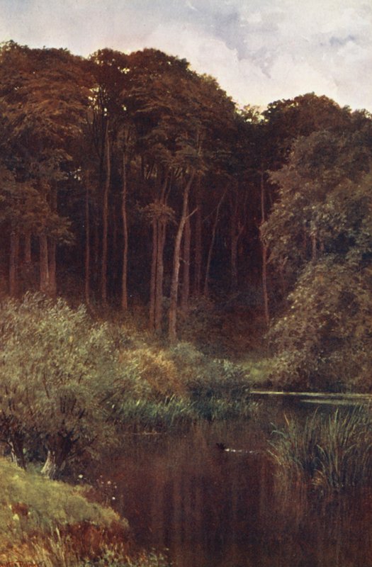 Woodland Depths, Wotton (színes litográfia) alkotó: Harold Sutton Palmer