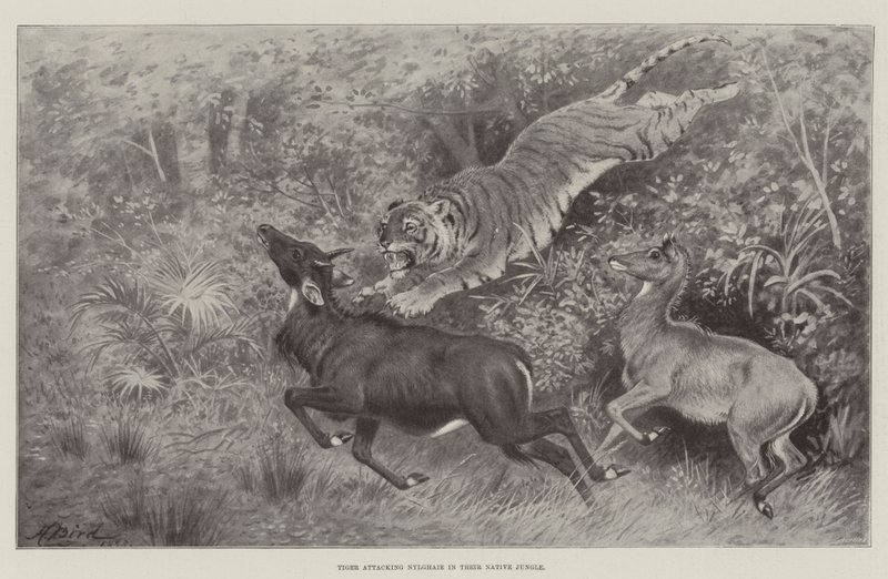 A tigris megtámadja Nylghaie-t az őslakos dzsungelben alkotó: Harrington Bird