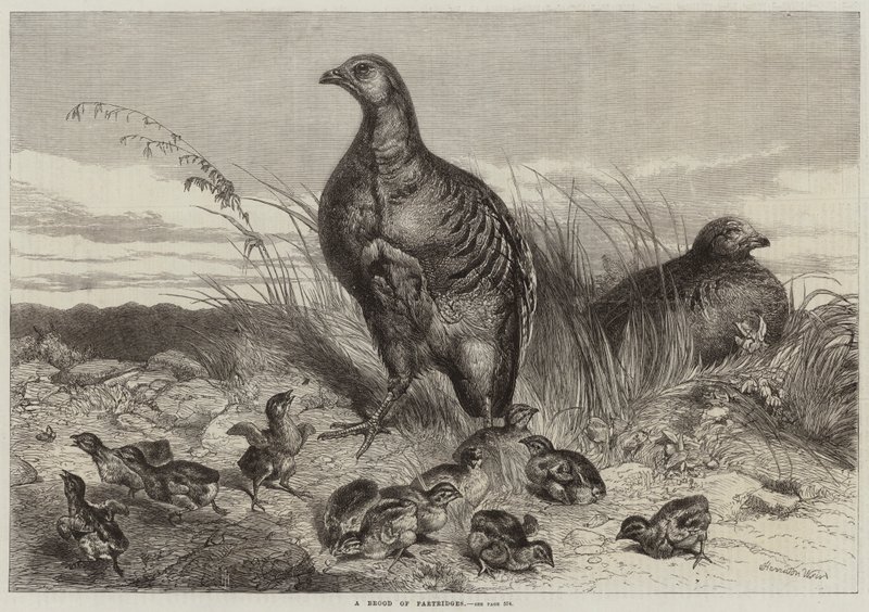 Partridge Brood of Partridges alkotó: Harrison William Weir