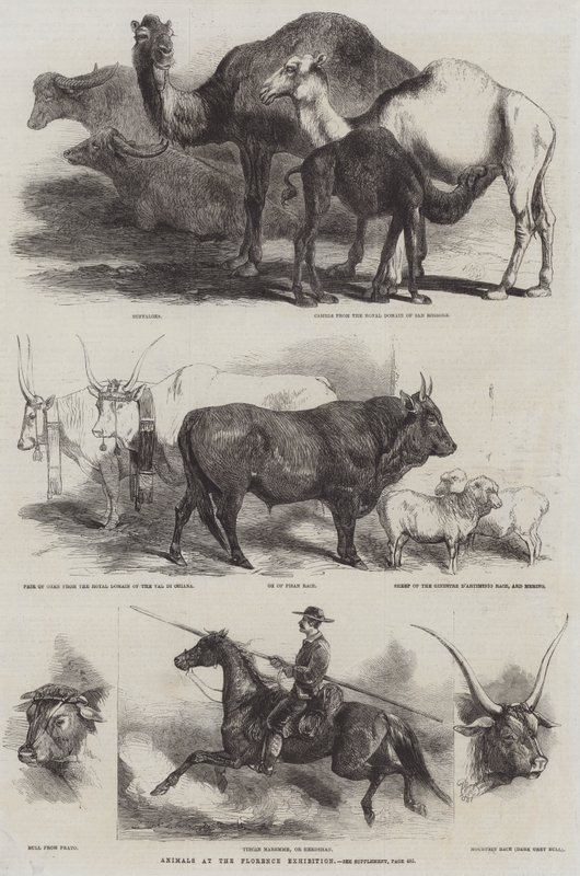 Állatok a firenzei kiállításon alkotó: Harrison William Weir