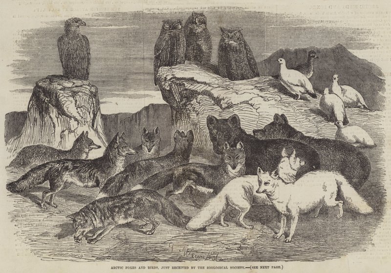 Arctic Foxes and Birds, most kapta meg az Állattani Társaság alkotó: Harrison William Weir