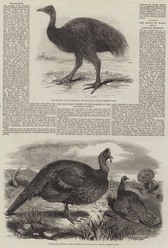 Madarak a londoni állatkertben alkotó: Harrison William Weir
