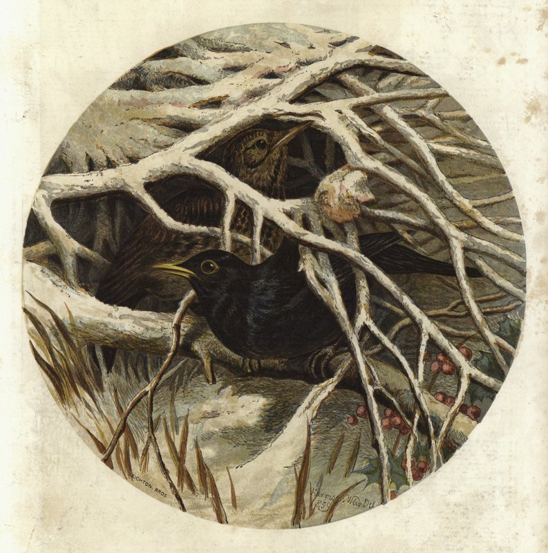 Feketerigó és rigó, rejtőzködve... alkotó: Harrison William Weir