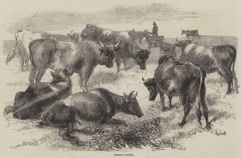 Breton szarvasmarha alkotó: Harrison William Weir