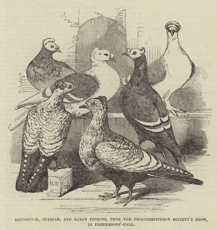 Brunswick, Suabian és Saxon Pigeons, a Philoperisteron Society