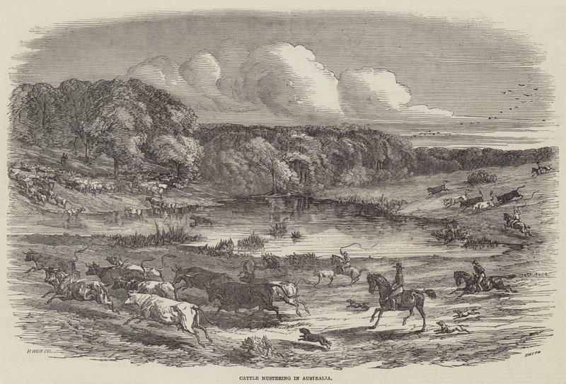 Szarvasmarha-gyűjtés Ausztráliában alkotó: Harrison William Weir