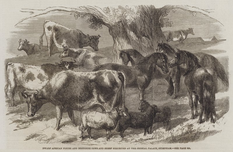 Afrikai törpe pónik és breton tehenek és juhok a Sydenham-i Kristálypalotában kiállított kiállításon alkotó: Harrison William Weir