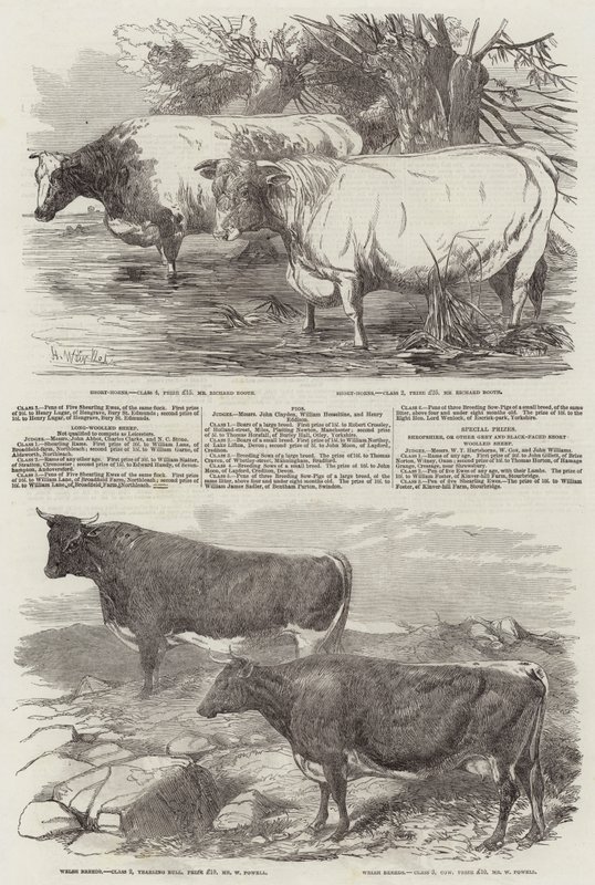 Az Angol Királyi Mezőgazdasági Társaság kiállítása alkotó: Harrison William Weir
