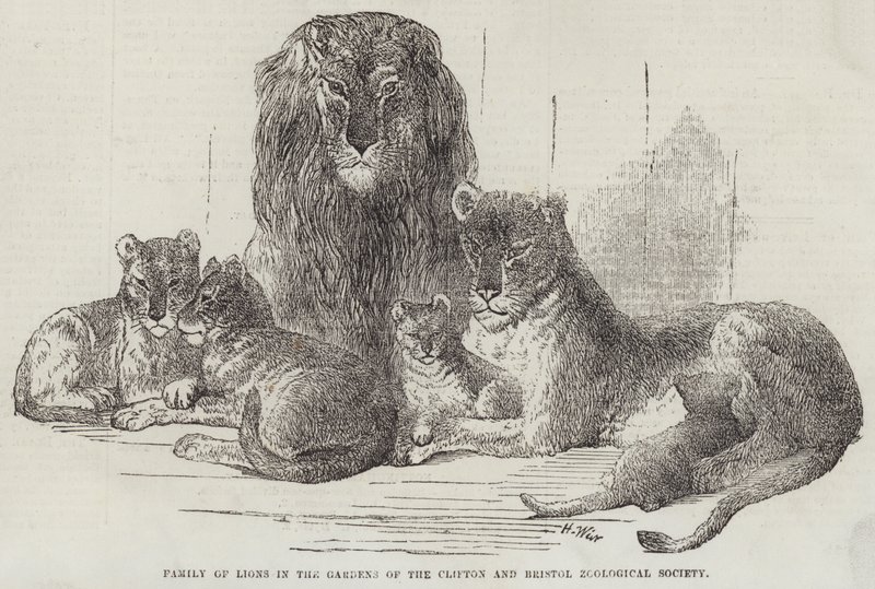 Oroszláncsalád a Cliftoni és Bristoli Állattani Társaság kertjében alkotó: Harrison William Weir