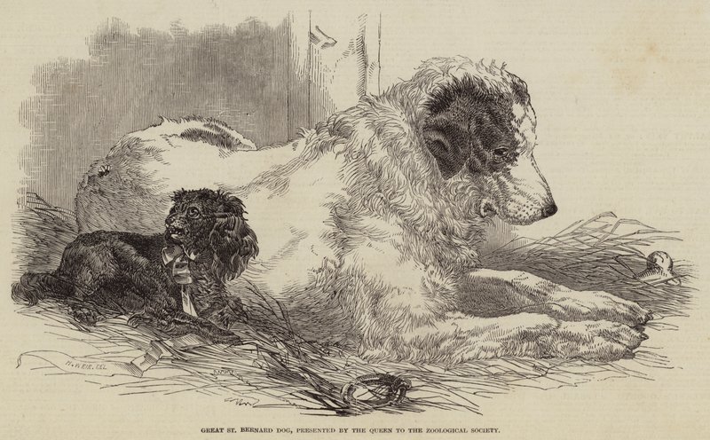 Nagy bernáthegyi kutya, amelyet a királynő ajándékozott az Állattani Társaságnak. alkotó: Harrison William Weir