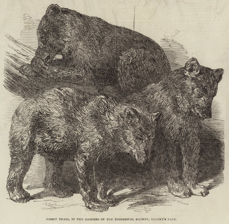 Grizzly Bears, a Zoological Society kertjében, a Regent