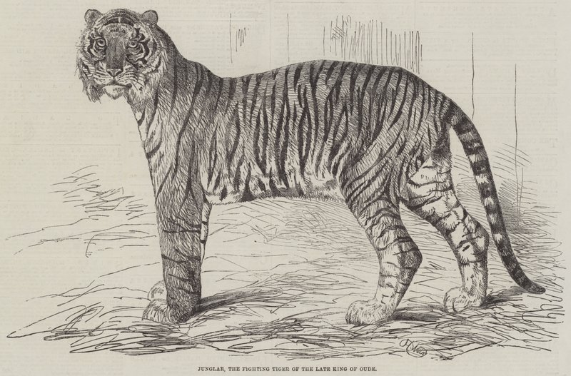 Dzsungel, Oude néhai királyának harci tigrise alkotó: Harrison William Weir