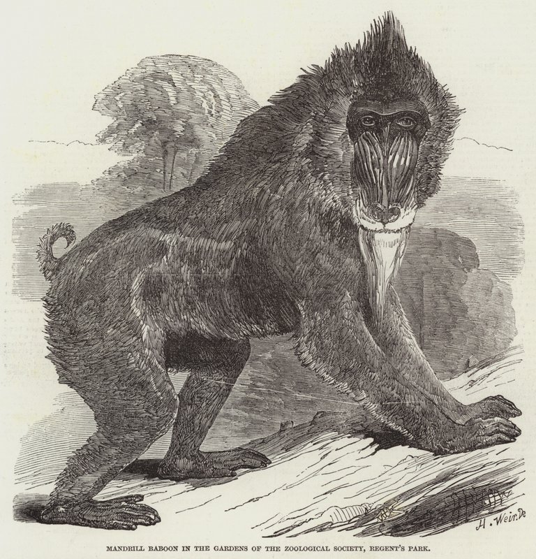 Mandrill Baboon a Zoological Society kertjében, a Regent