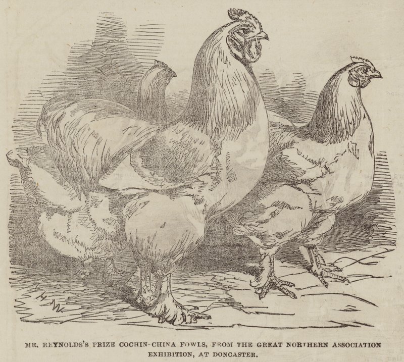 Reynolds úr díjnyertes cochin-kínai szárnyasai a Doncasterben megrendezett Nagy Északi Egyesületi Kiállításról. alkotó: Harrison William Weir