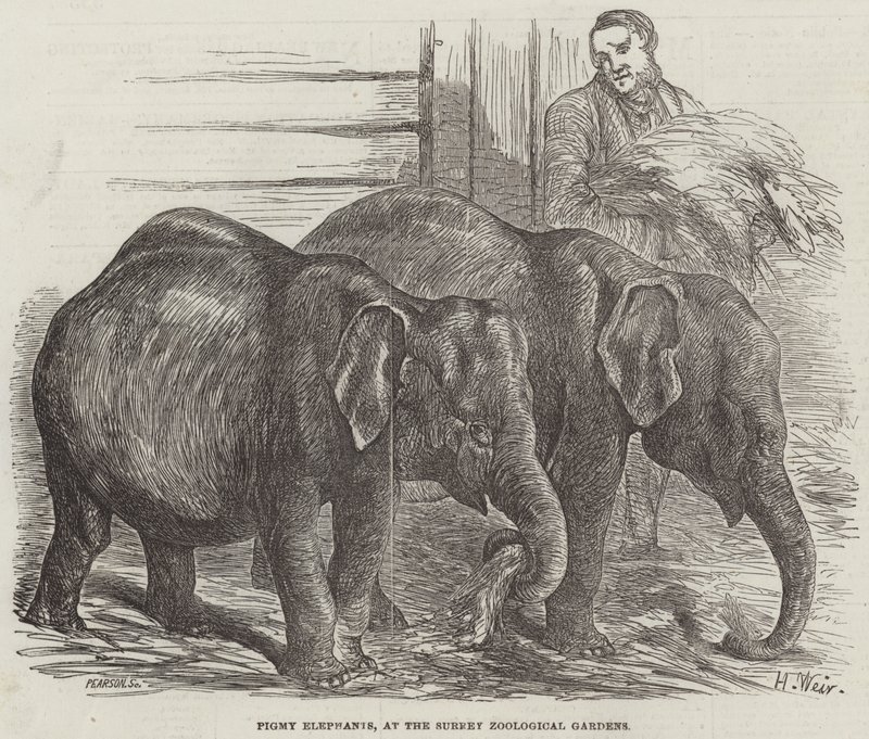 Törpe elefántok, a Surrey Állatkertben alkotó: Harrison William Weir