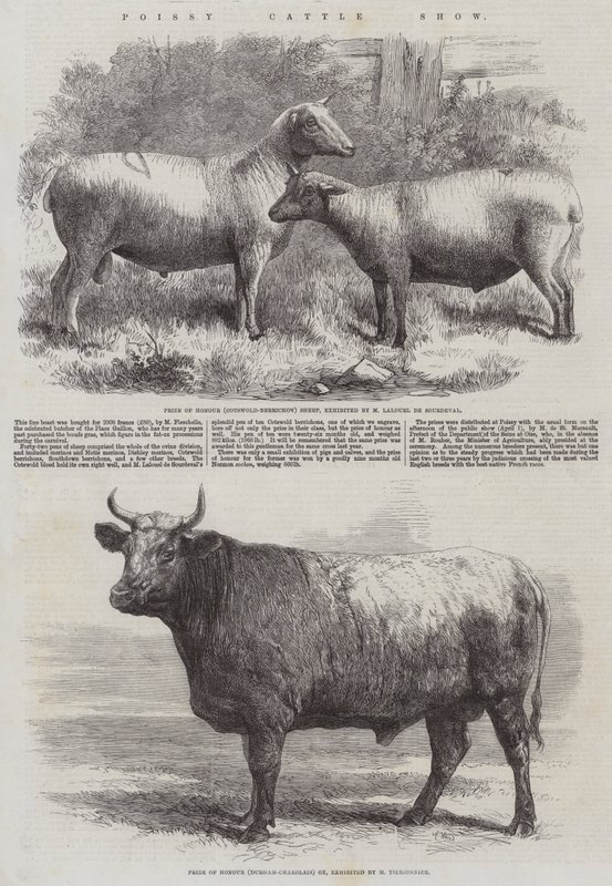Poissy Cattle Show alkotó: Harrison William Weir