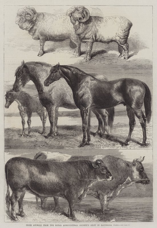 Díjállatok a Royal Agricultural Society kiállításáról a Battersea Parkban alkotó: Harrison William Weir