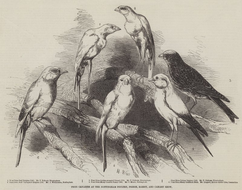 Díjas kanárik a Nottingham Poultry, Pigeon, Pigeon, Rabbit, and Canary Show-n alkotó: Harrison William Weir