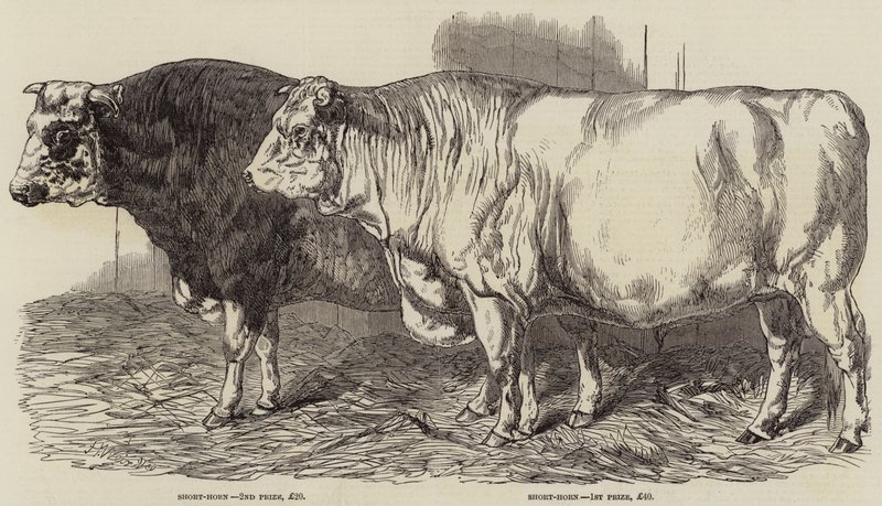 Díj szarvasmarhák a Royal Agricultural Society kiállításán Norwichban alkotó: Harrison William Weir