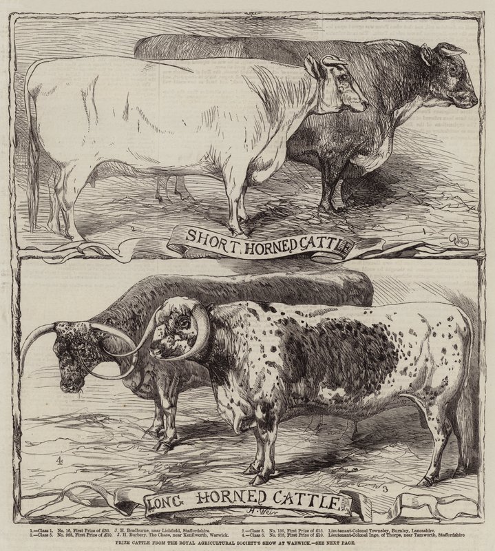 Díjmarhák a Royal Agricultural Society Warwick-i kiállításáról alkotó: Harrison William Weir