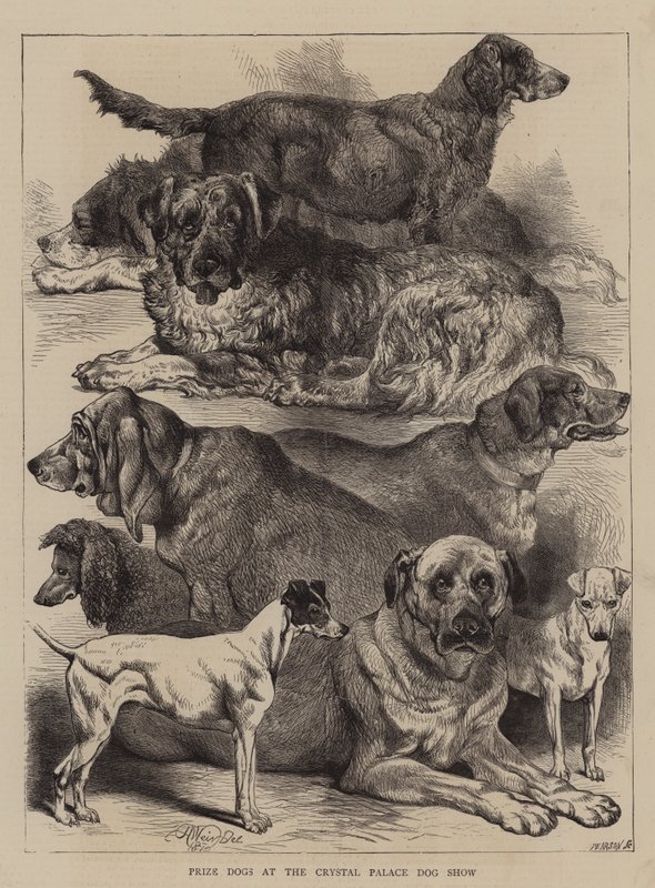 Díjas kutyák a Crystal Palace Dog Show-n alkotó: Harrison William Weir