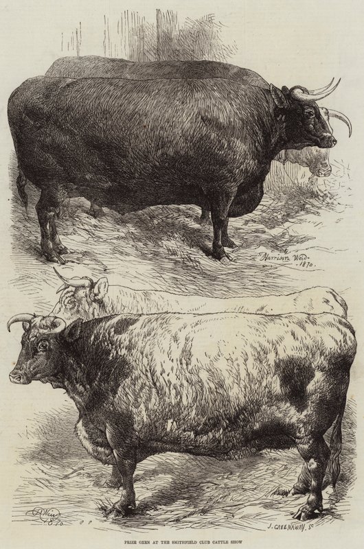Ökrök díja a Smithfield Club szarvasmarha kiállításon alkotó: Harrison William Weir