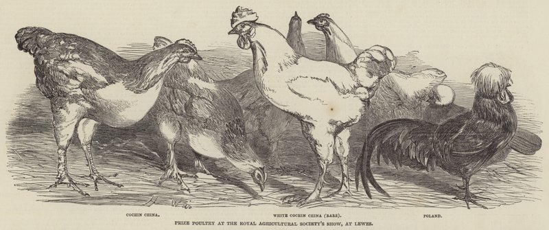 Baromfi díj a Royal Agricultural Society kiállításán, Lewesben alkotó: Harrison William Weir