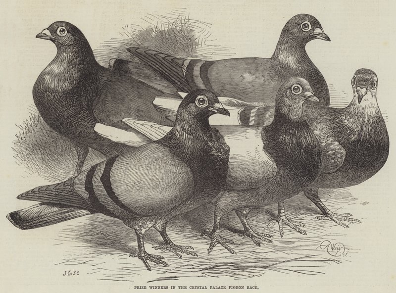 A Crystal Palace galambverseny díjnyertesei alkotó: Harrison William Weir