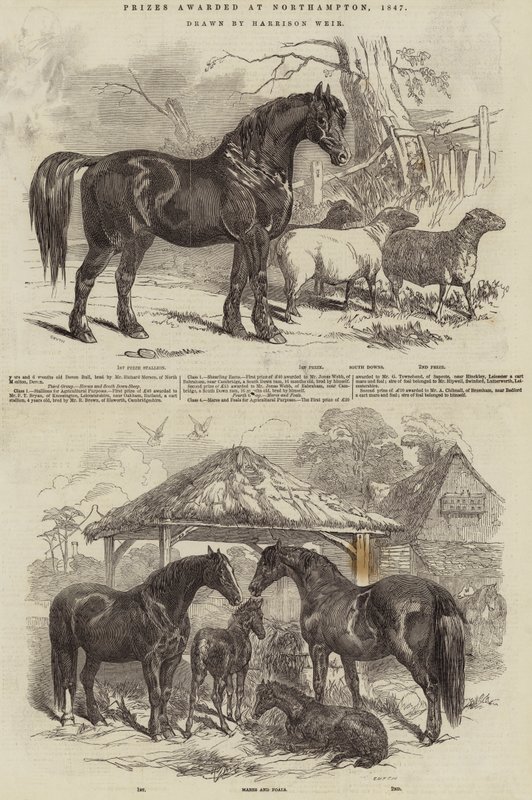 A díjakat Northamptonban, 1847-ben ítélték oda alkotó: Harrison William Weir