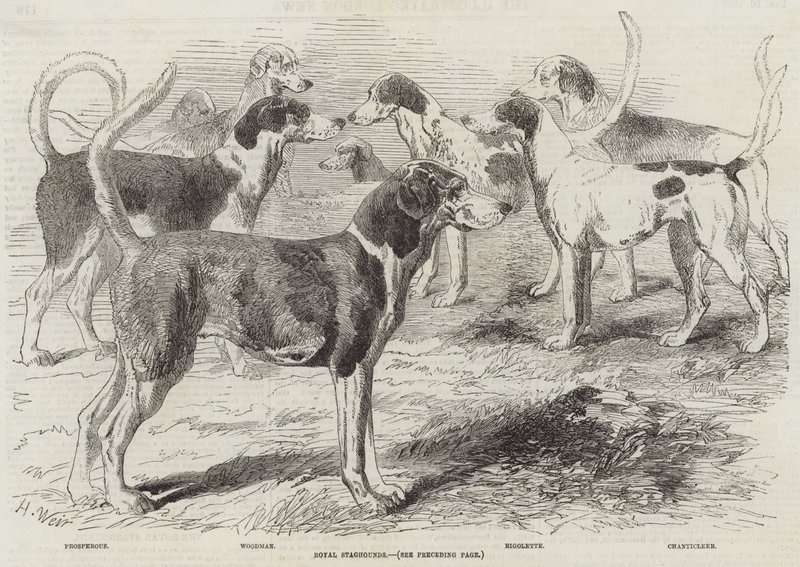 Királyi Staghounds alkotó: Harrison William Weir