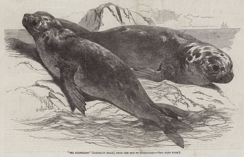 Tengeri elefántok (Elephant Seals), az elhagyatottság szigetéről alkotó: Harrison William Weir