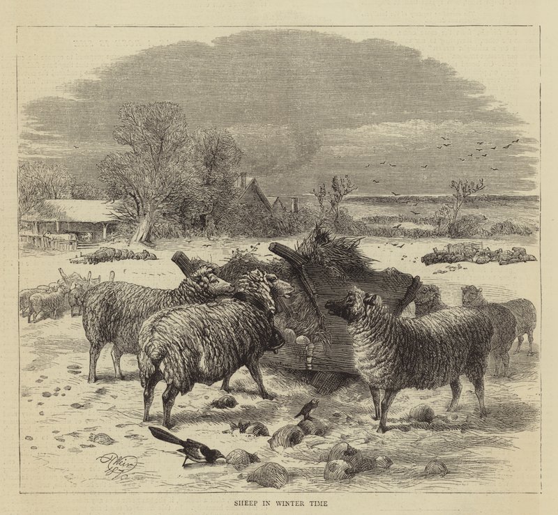 Juhok télen alkotó: Harrison William Weir