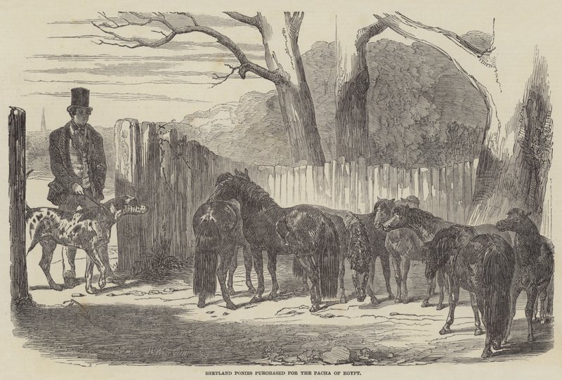 Shetland pónik vásároltak az egyiptomi pacha számára alkotó: Harrison William Weir