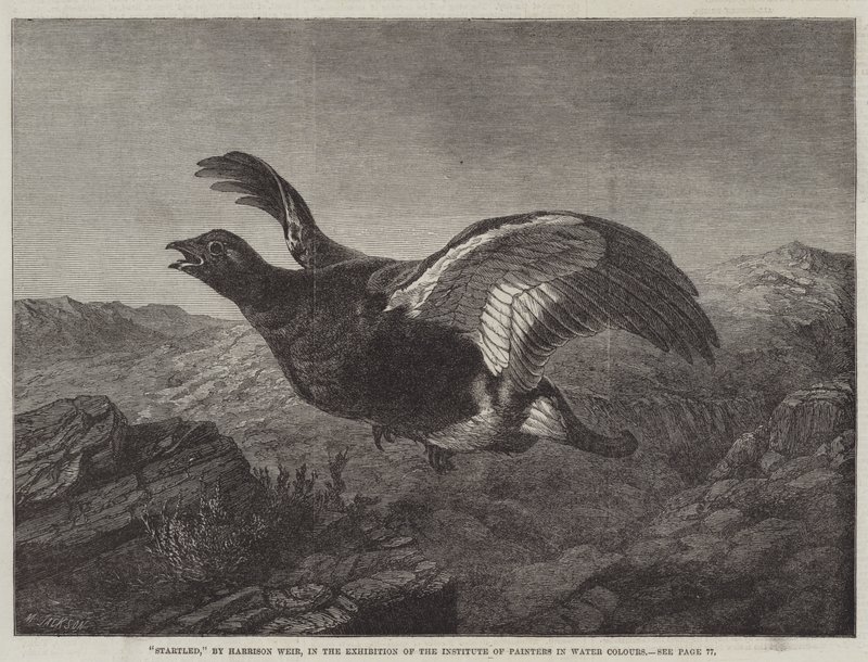 Megriadt alkotó: Harrison William Weir