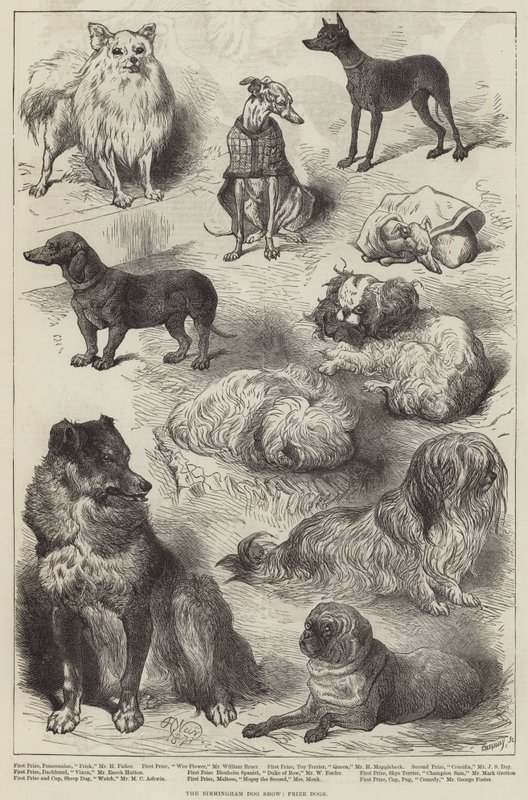 Birmingham Kutyakiállítás, Díjkutyák alkotó: Harrison William Weir