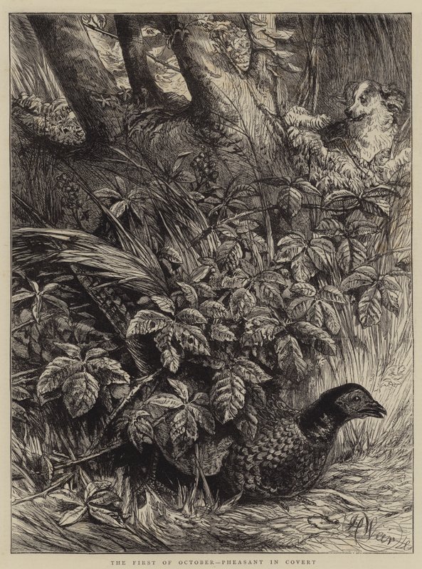 Október elseje, fácán rejtetten alkotó: Harrison William Weir