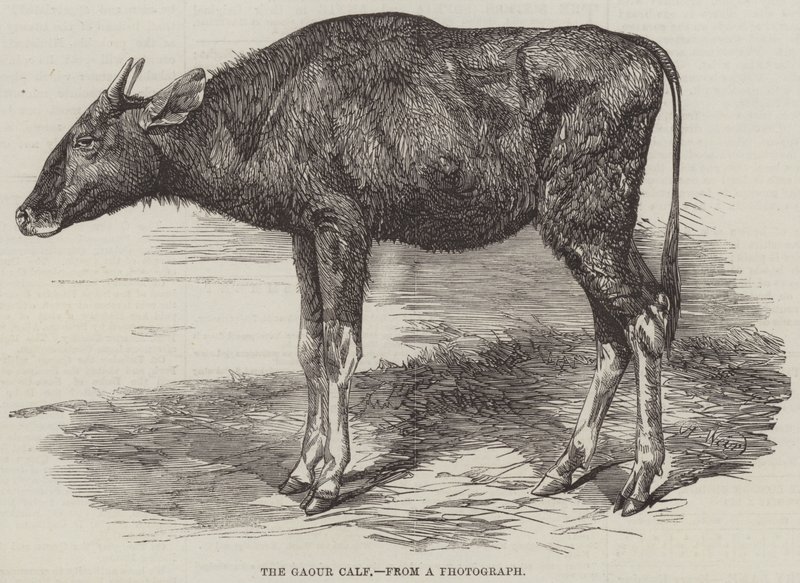 A Gaour borjú alkotó: Harrison William Weir