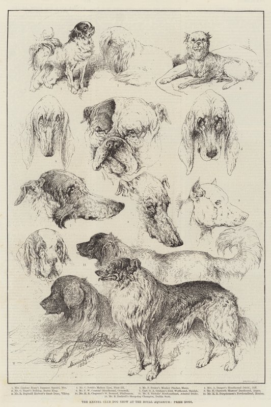A Kennel Club kutyakiállítása a Királyi Akváriumban, díjnyertes kutyák alkotó: Harrison William Weir